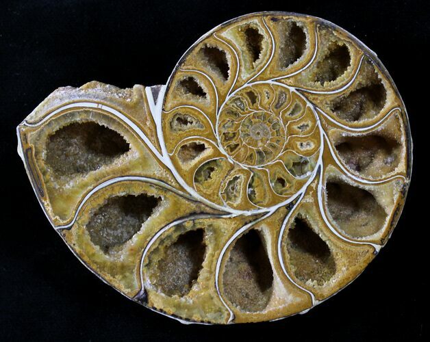 Sliced Phylloceras Ammonite (Half) - #23205